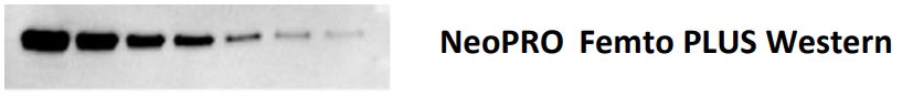 NeoPRO Femto PLUS Western ECL Substrate