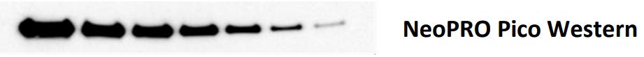 NeoPRO Pico Western ECL Substrate