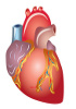 Cellules cardiaques primaires humaines