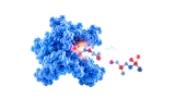 Enzymes sans origine animale
