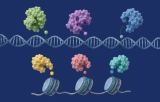 Enzymes et régulateurs