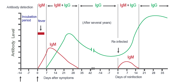 Sars Cov 2 Covid 19 Diagnosis By Igg Igm Rapid Test Clinisciences