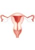 Coupes de tissus humains en paraffine - Appareil reproducteur féminin