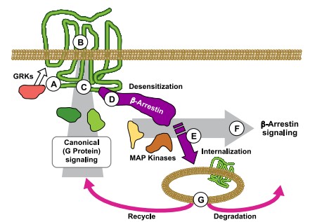 /upload/fig1-selective-small-molecule-mod-zrf5cb.jpg
