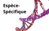 Especes-specifique