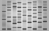 Consommables pour Western Blot