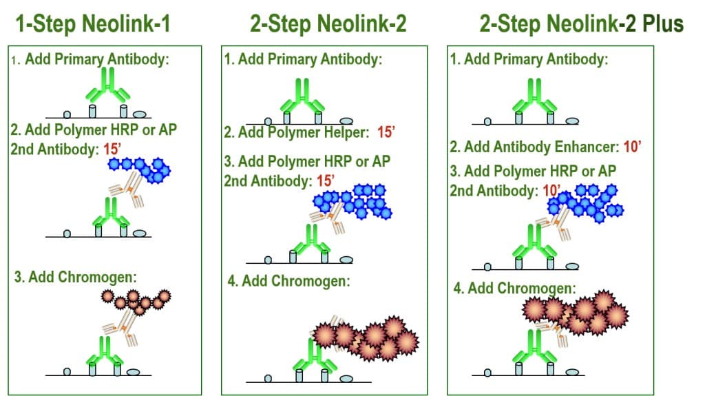 hrp polymer hrp polymer
