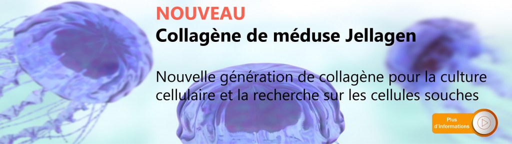 Collagène de méduse
