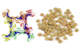 Lectine Lens culinaris (LCA)