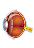 Cellules primaires de rat - Oeil