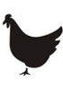 Cellules primaires de poulet