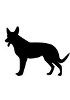 Cellules primaires de chien