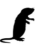 Cellules primaires de hamster