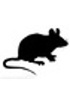 Cellules primaires de souris
