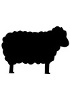 Cellules primaires de mouton