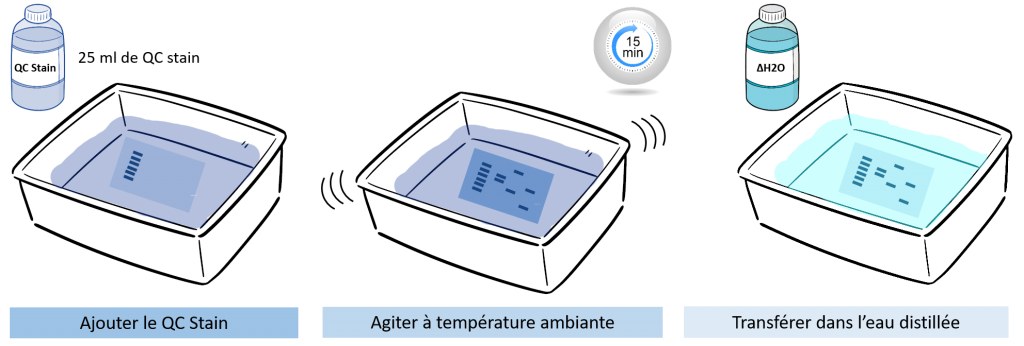 Quick-coomassie-stain