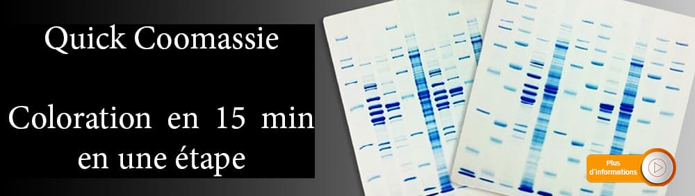 Quick coomassie Stain