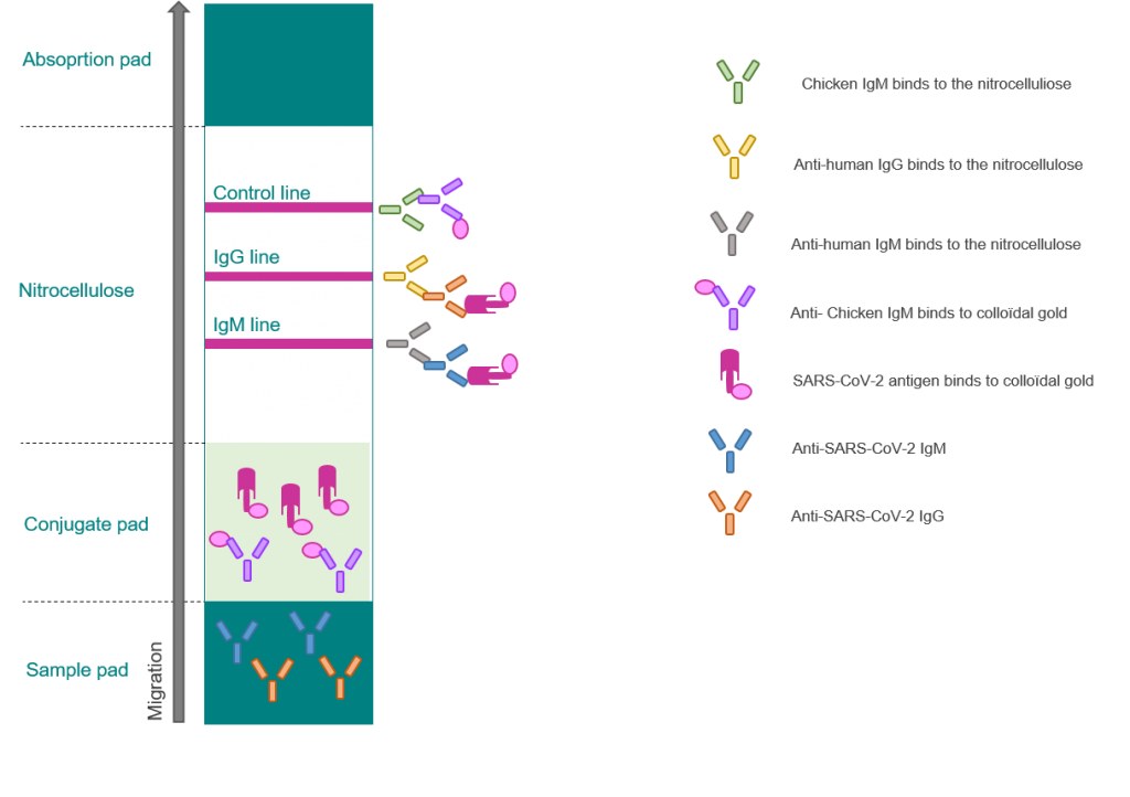 Sars Cov 2 Covid 19 Diagnosis By Igg Igm Rapid Test Clinisciences