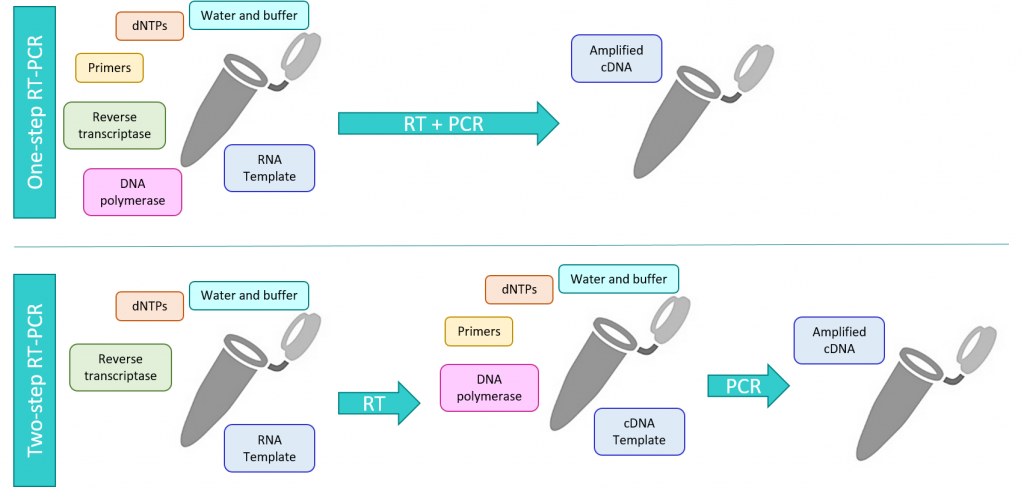RT-PCR Mixes and Kits Clinisciences gene vs dna vs rna diagram 
