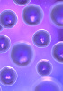 Cellules primaires de rat - Cellules souches