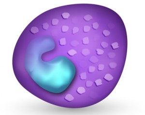 Polynucléaires basophiles Clinisciences