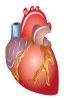 Coupes de tissus humains congelés - Système cardiaque