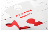Fragments ADN et PCR