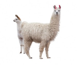 Production d'anticorps monoclonaux de Lama