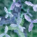 Panel d'anticorps pour le diagnostic du myélome multiple (MM)