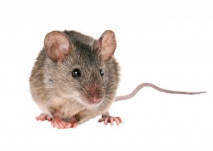 Production d'anticorps monoclonaux de Souris