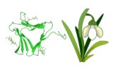Lectine Galanthus nivalis (GNL/GNA)