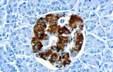 Anti-Insuline CE/IVD pour IHC - pathologies gastro-intestinales