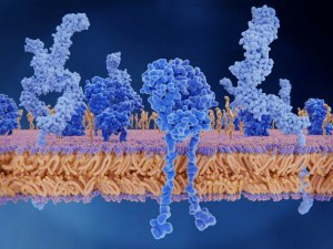 WEBINAIRE : Comment obtenir des protéines membranaires natives pour la découverte de médicaments ?