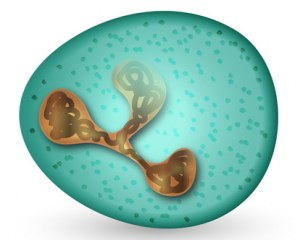 Granulocytes neutrophiles