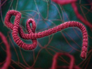 Maladie du virus Ebola : Virologie moléculaire et gestion clinique 2026