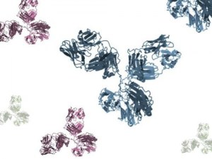 Production à façon de peptides, de protéines et d'anticorps