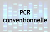 PCR Conventionnelle