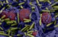 Protocole pour la Visualisation des Biofilms Bactériens et la Préparation des Échantillons pour la Microscopie Électronique à Balayage