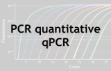 qPCR