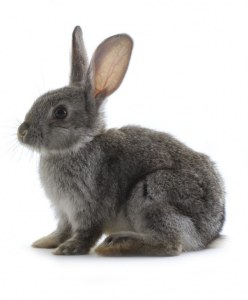 Production d'anticorps monoclonaux de Lapin