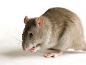 Production d'anticorps monoclonaux de Rat