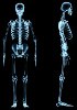 ARN humain - Système squelettique 