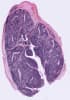 Coupes de tissus humains en paraffine - Amygdale